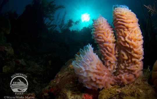 Live-aboard Dive Belize