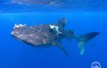 Galapagos Islands Diving