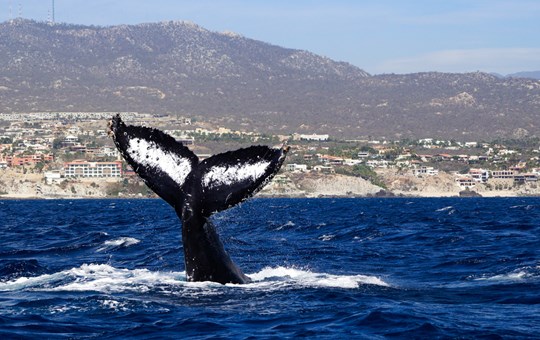 Whale Watching in Cabo San Lucas