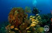 Turks and Caicos Aggressor II Corals