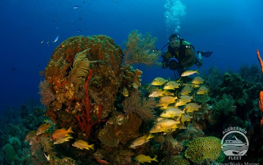 Turks and Caicos Aggressor II Corals