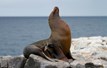 Galapagos Islands Diving