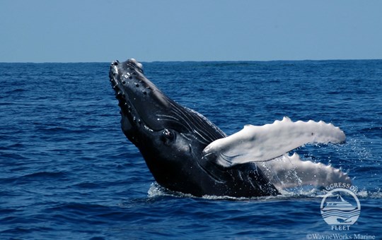 Silver Bank Humpback Whale Snorkel Adventure