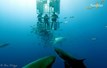 Great White Sharks Guadalupe Island