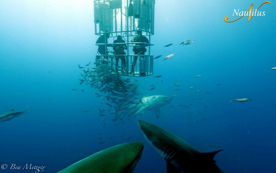 Great White Sharks Guadalupe Island