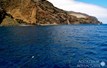 Guadalupe Island Great White Sharks