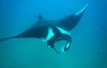 Seahorse Diving Tamarindo-120