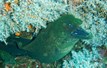 Seahorse Diving Tamarindo-120