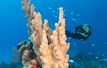 Turks and Caicos Aggressor II Diving