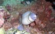 Seychelles Dive Safari