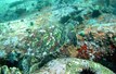 Seychelles Dive Safari