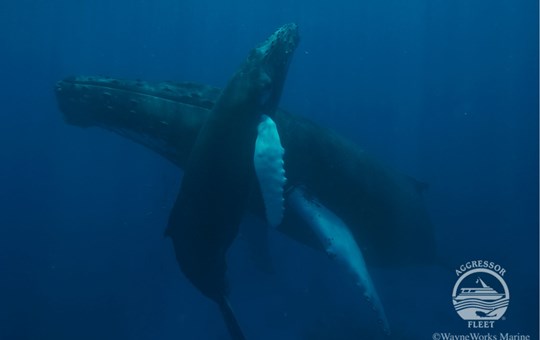 Turks and Caicos Aggressor II Humpback Whales