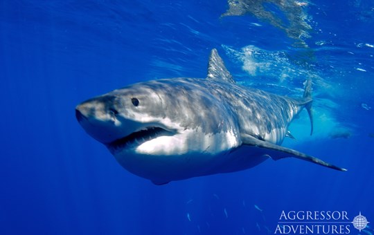 Guadalupe Island Great White Sharks