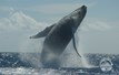 Turks and Caicos Aggressor II Humpback Whale Breaching